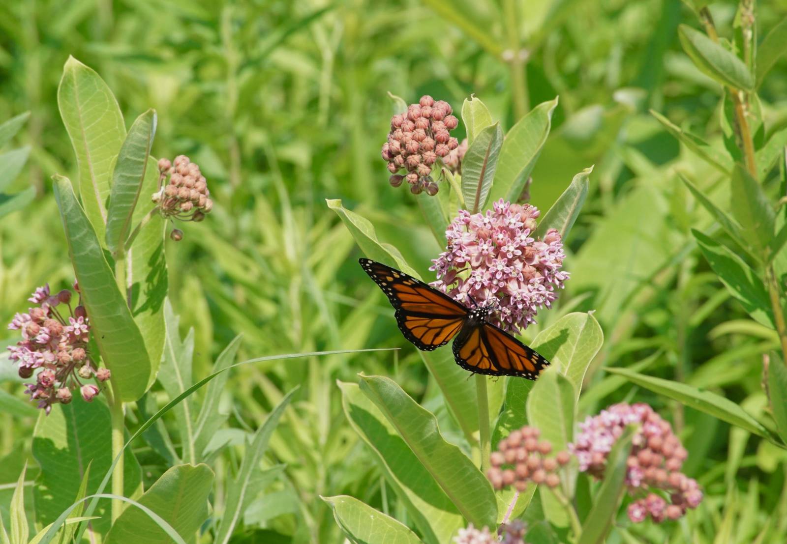 Milkweed attracting a Monarch Butterfly at Riveredge Nature Center