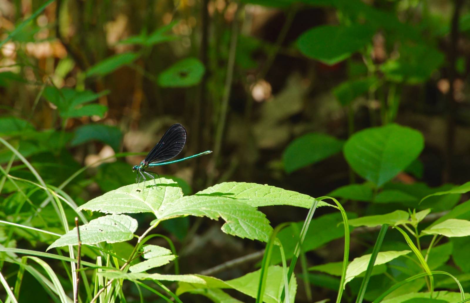 Ebony Jewelwing Damselfly at Riveredge Nature Center