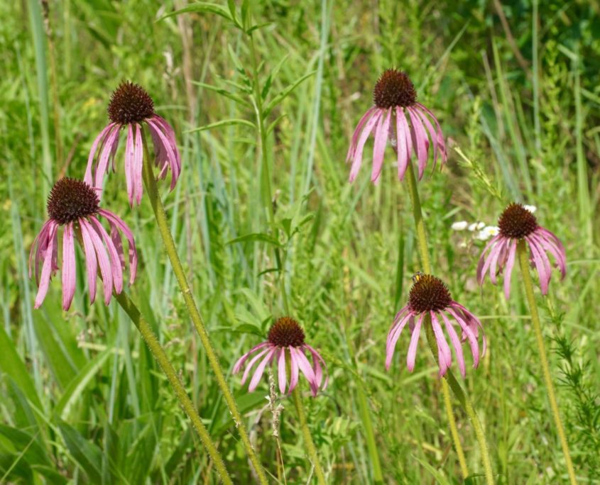 Purple Coneflowers at Riveredge Nature Center