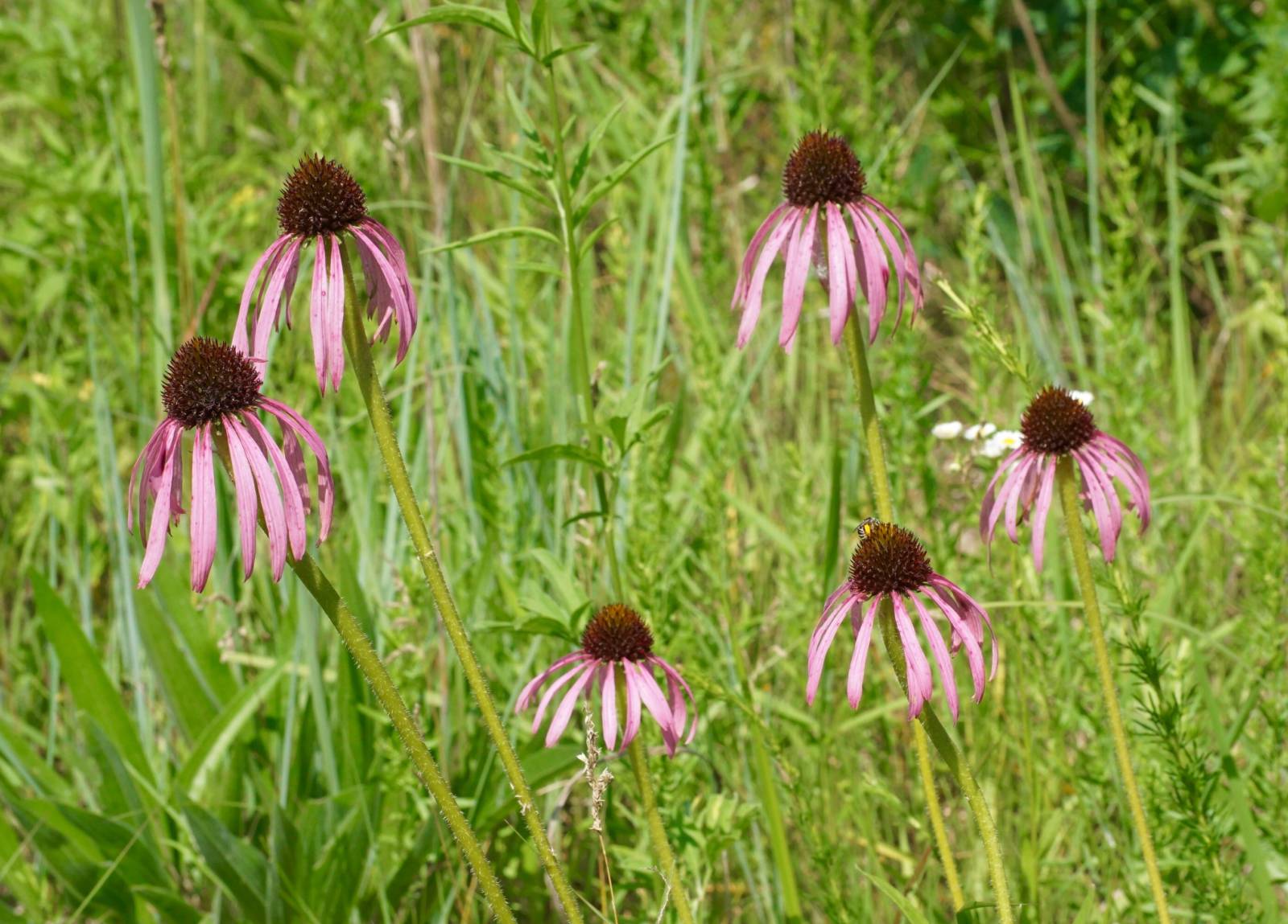 Purple Coneflowers at Riveredge Nature Center