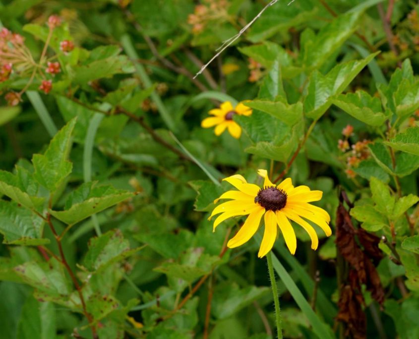 Black-eyed Susan at Riveredge Nature Center