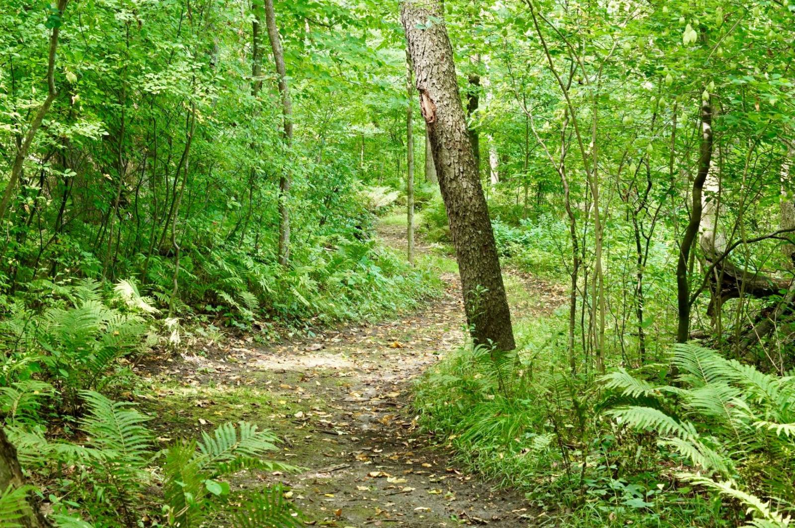 natural forest trail with lots of surrounding vegetation