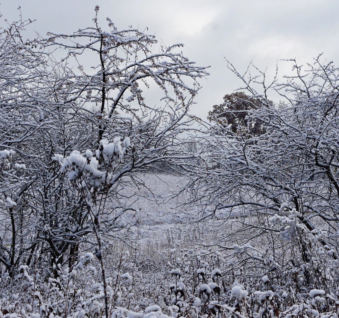 snow covered tree branches with a view of a winter prairie in the background