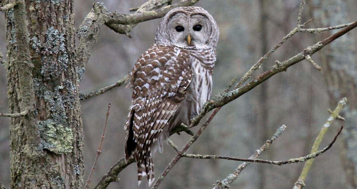 barred owl sitting on a tree branch with no leaves