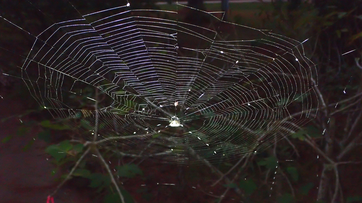 View Of A Spider Web At A Side Angle - Spider Web With Colored