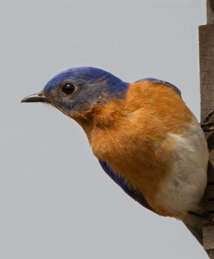 close up of a bluebird resting on a wooden nesting box
