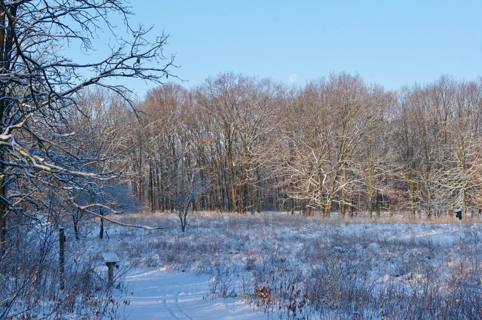 scenic view of the Riveredge prairie in winter with a light layer of snow and trees in the background