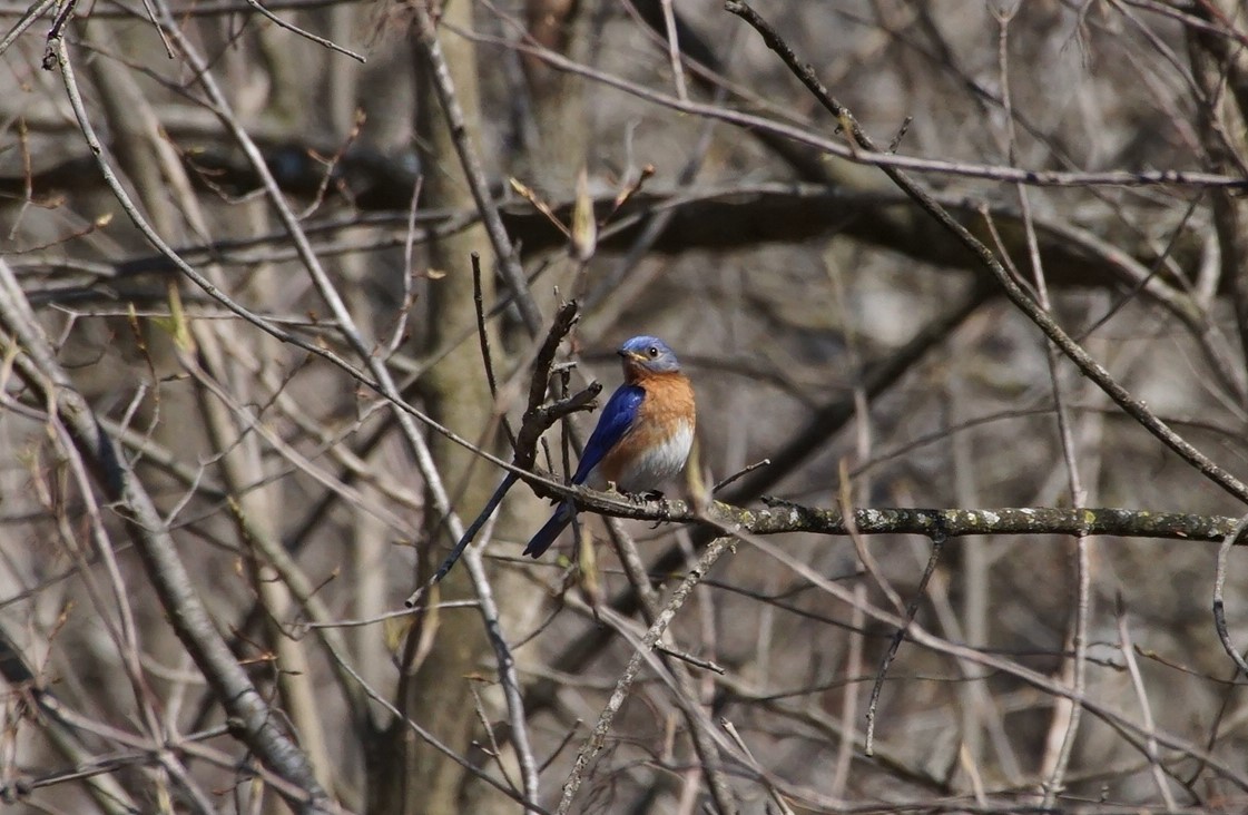 bluebird sitting on a bare branch in a tree