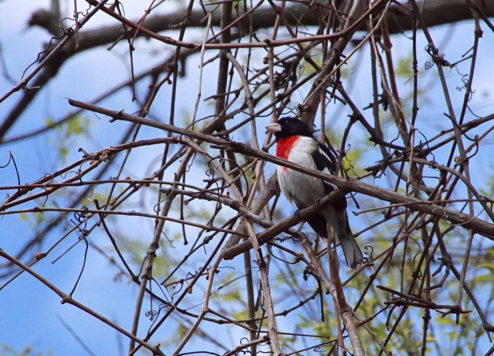 close up of a rose breasted grosbeak perched among many small branches