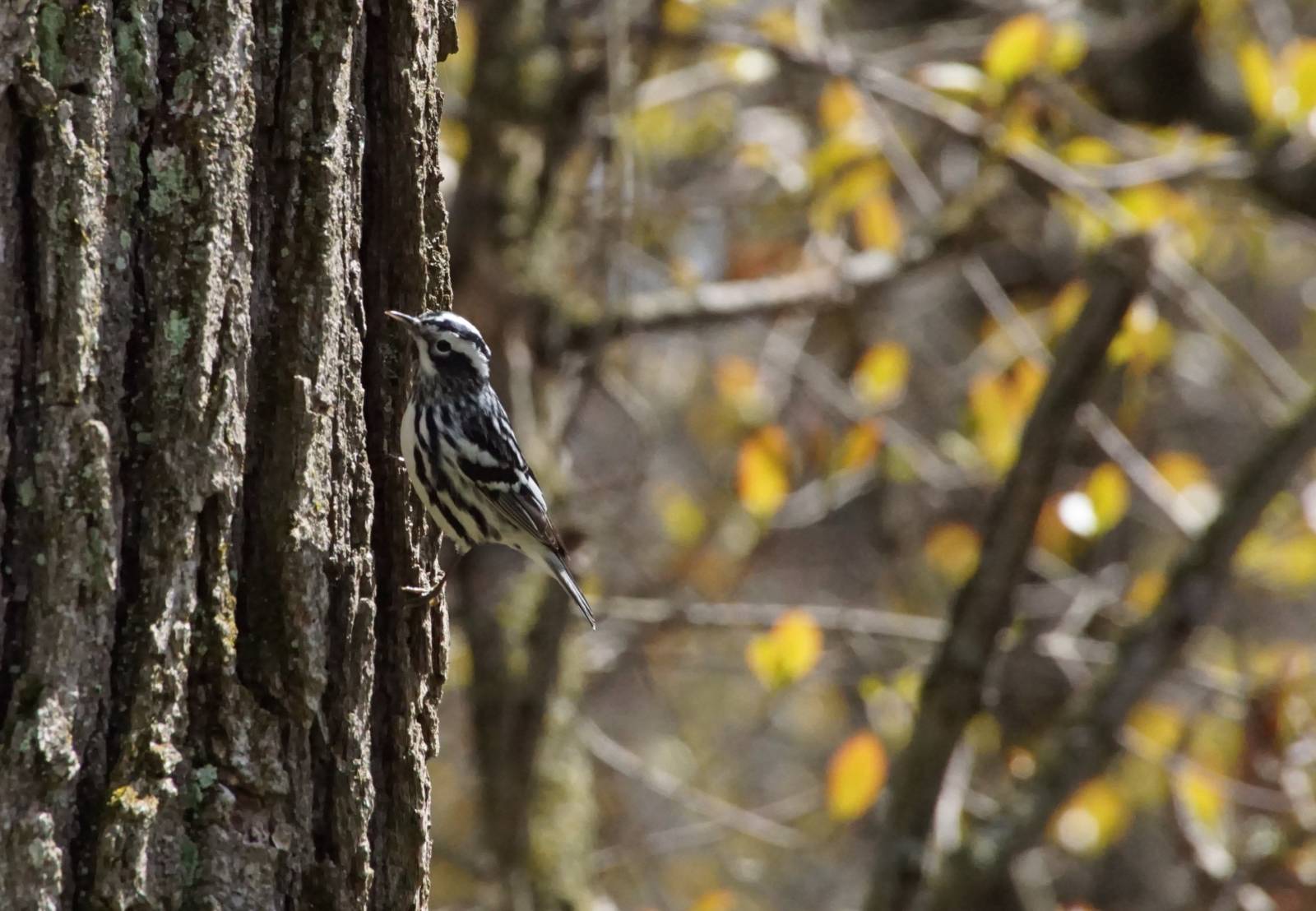 a black and white warbler perched on a branch next to a tree trunk