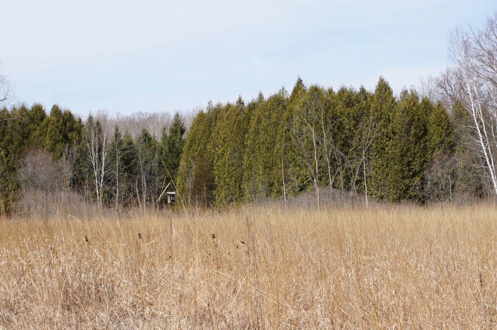 Prairie landscape in spring with evergreens in background