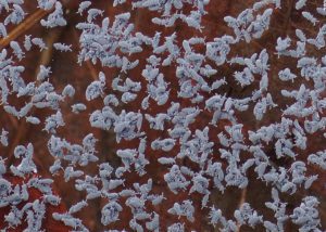 springtails sproing