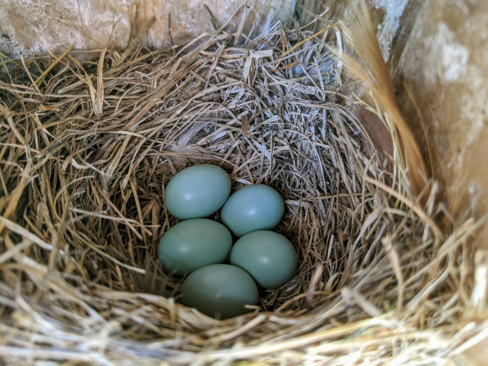 close up of 5 small pale blue eggs in a small nest made with brown grasses