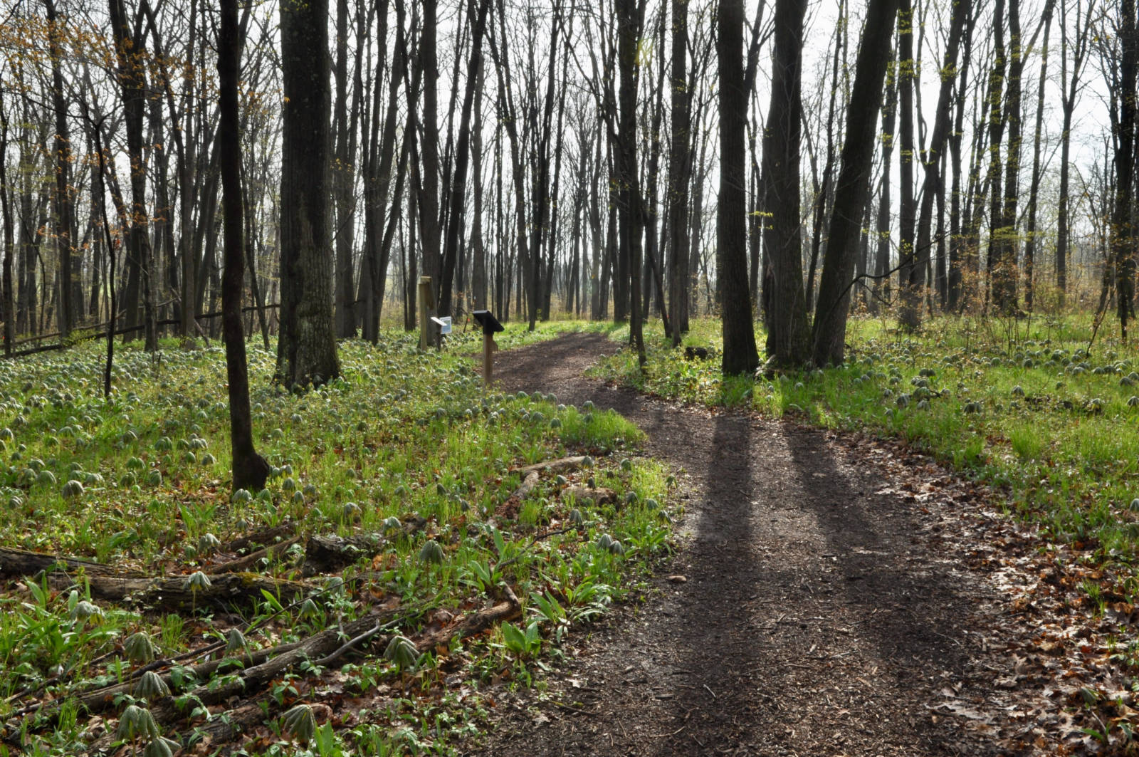 scenic view of a forest in spring with the sun casting large shadows of the trees