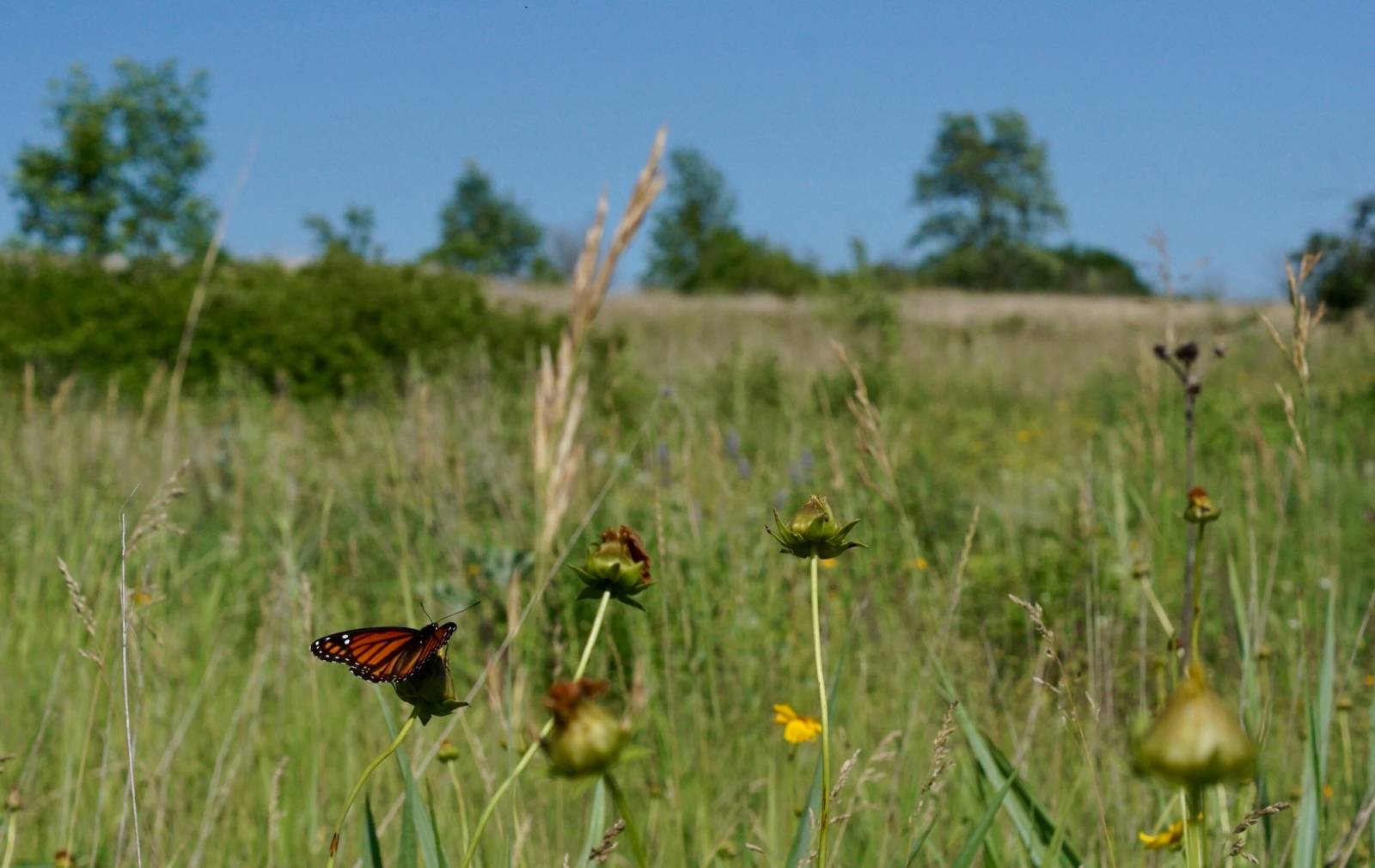 monarch butterfly sits on a yellow prairie flower with a view of an open prairie and a few trees in the background