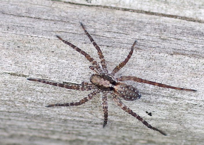 Bug o’the Week – Thin-legged Wolf Spider – Riveredge Nature Center