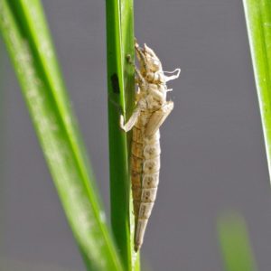 arrow clubtail exuvia