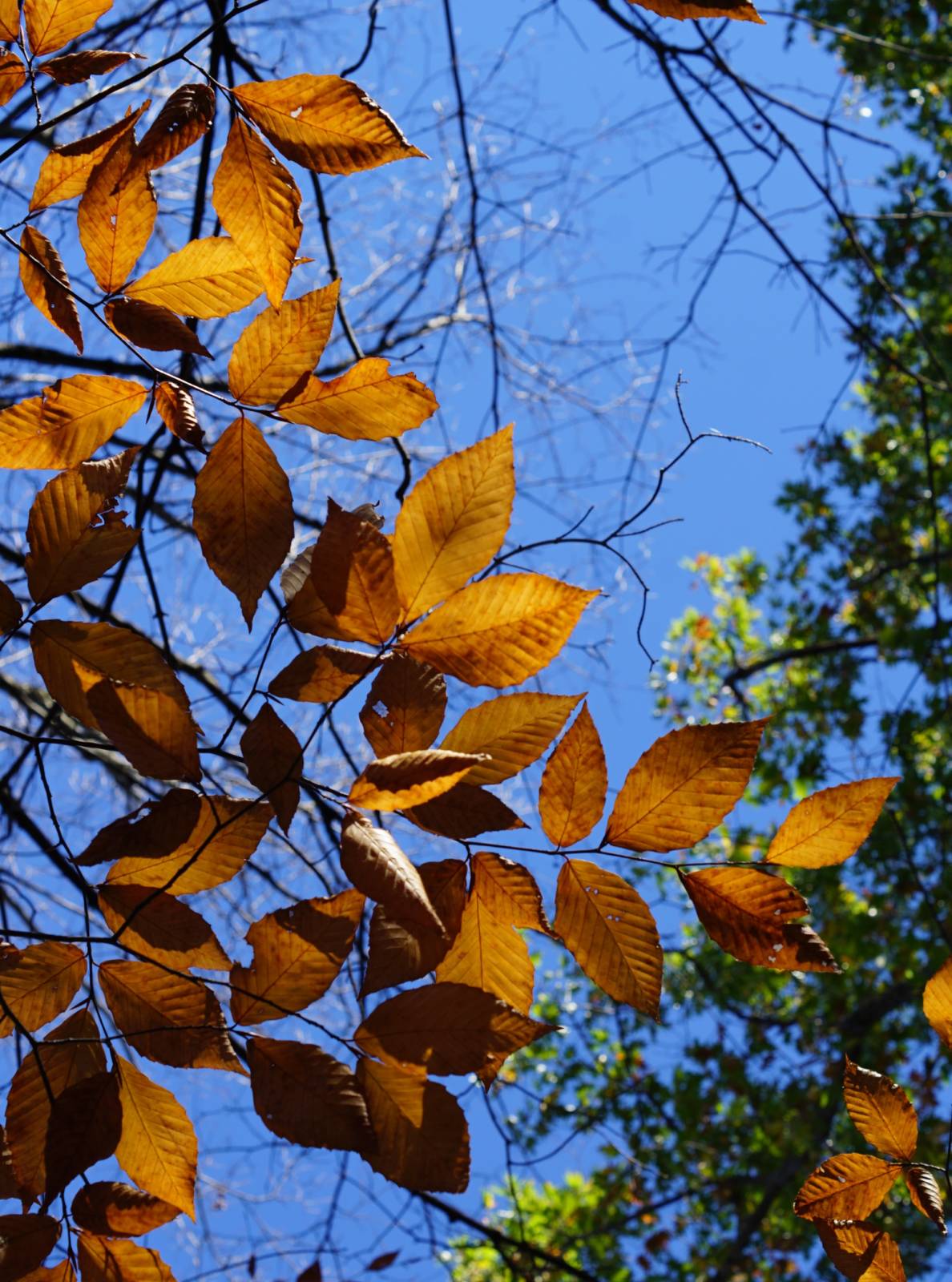 fall leaves from below looking up toward a bright sky