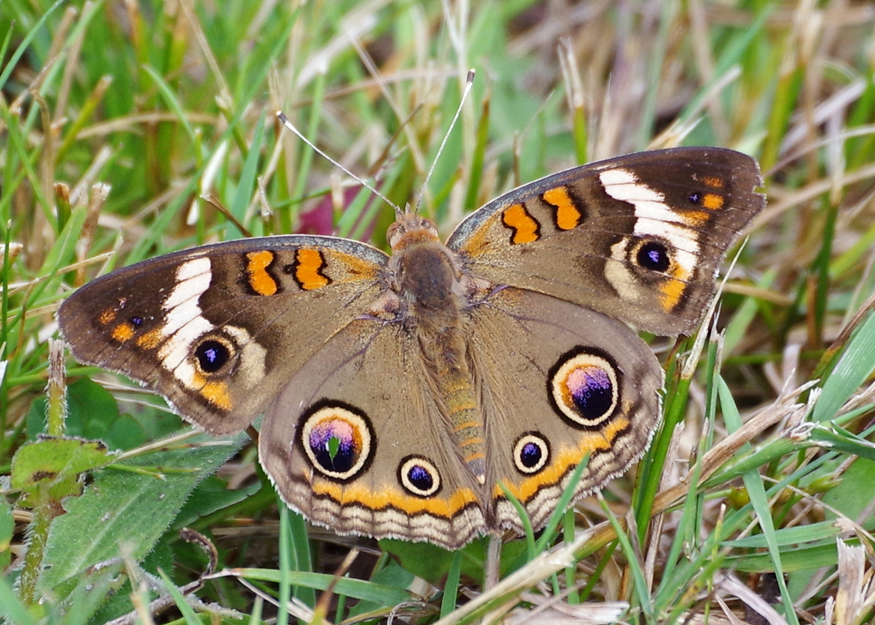 moth with eye spots on grass