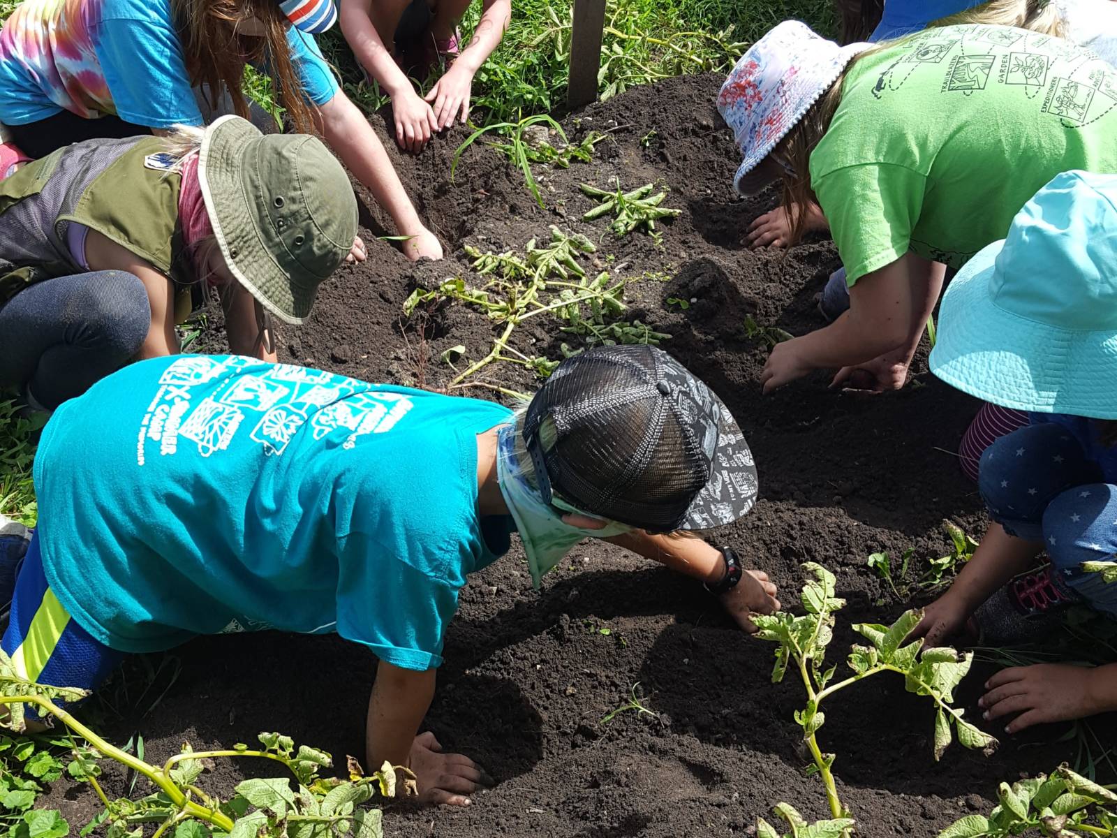 A group of young kids digging in a garden