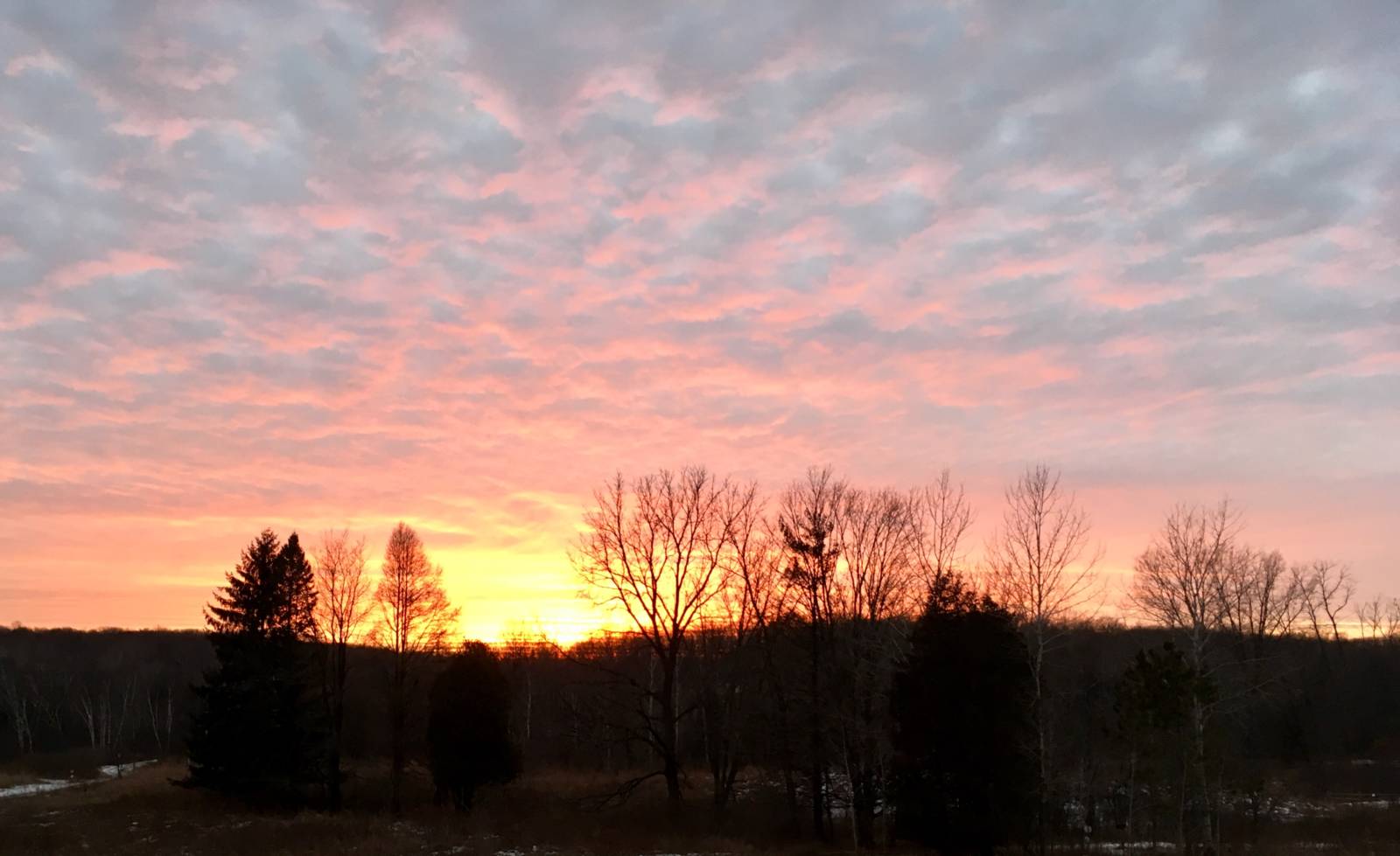 silhouette of a tree line with a yellow, orange, and pink sunset lighting up the sky