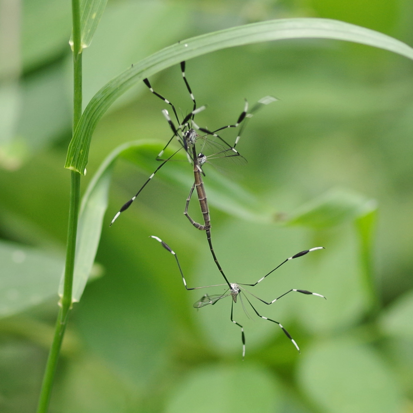 Bug o the Week Phantom Crane Fly rerun Riveredge Nature Center