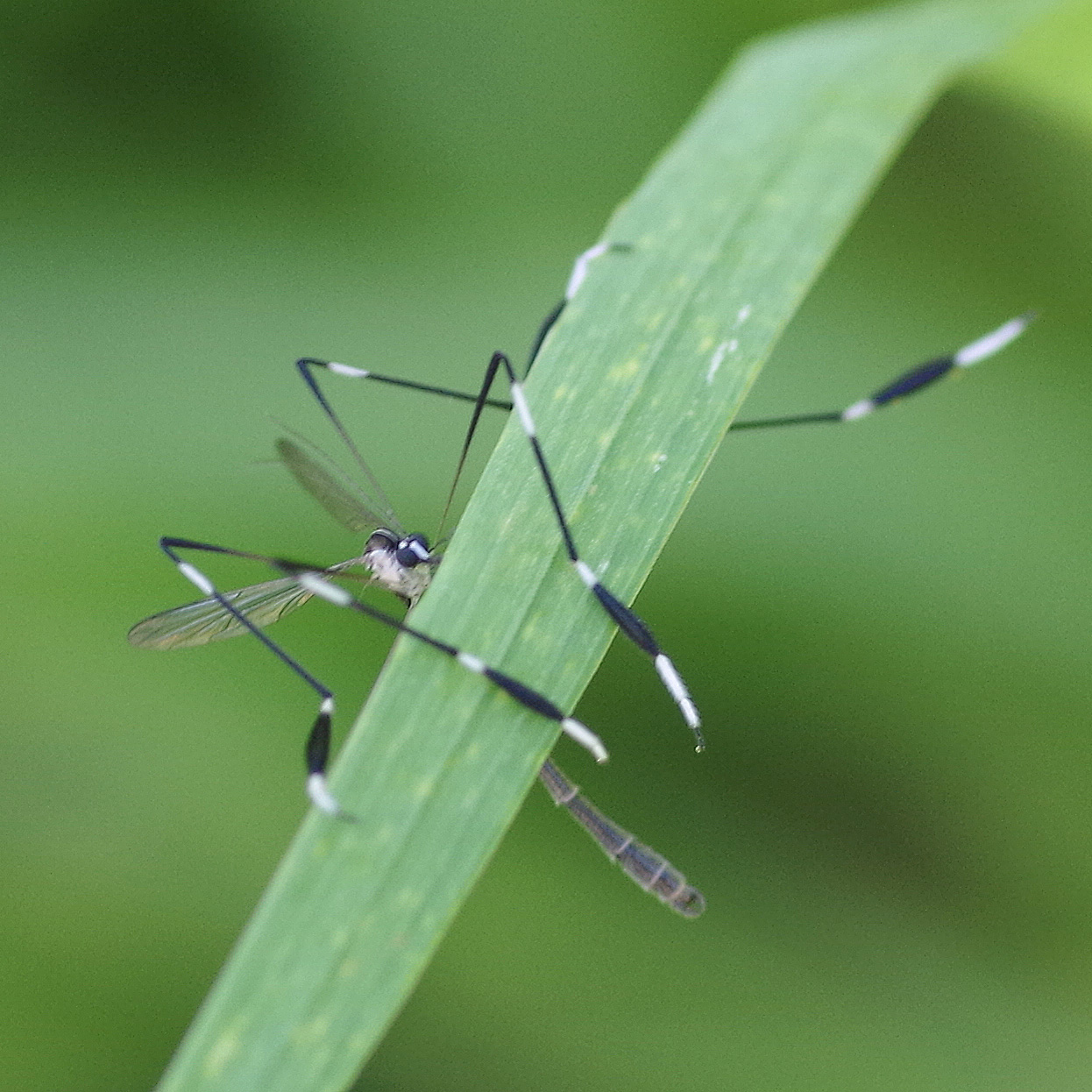 Phantom fly cheap