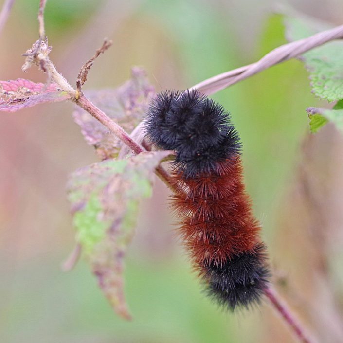 woolly bear caterpillar plush