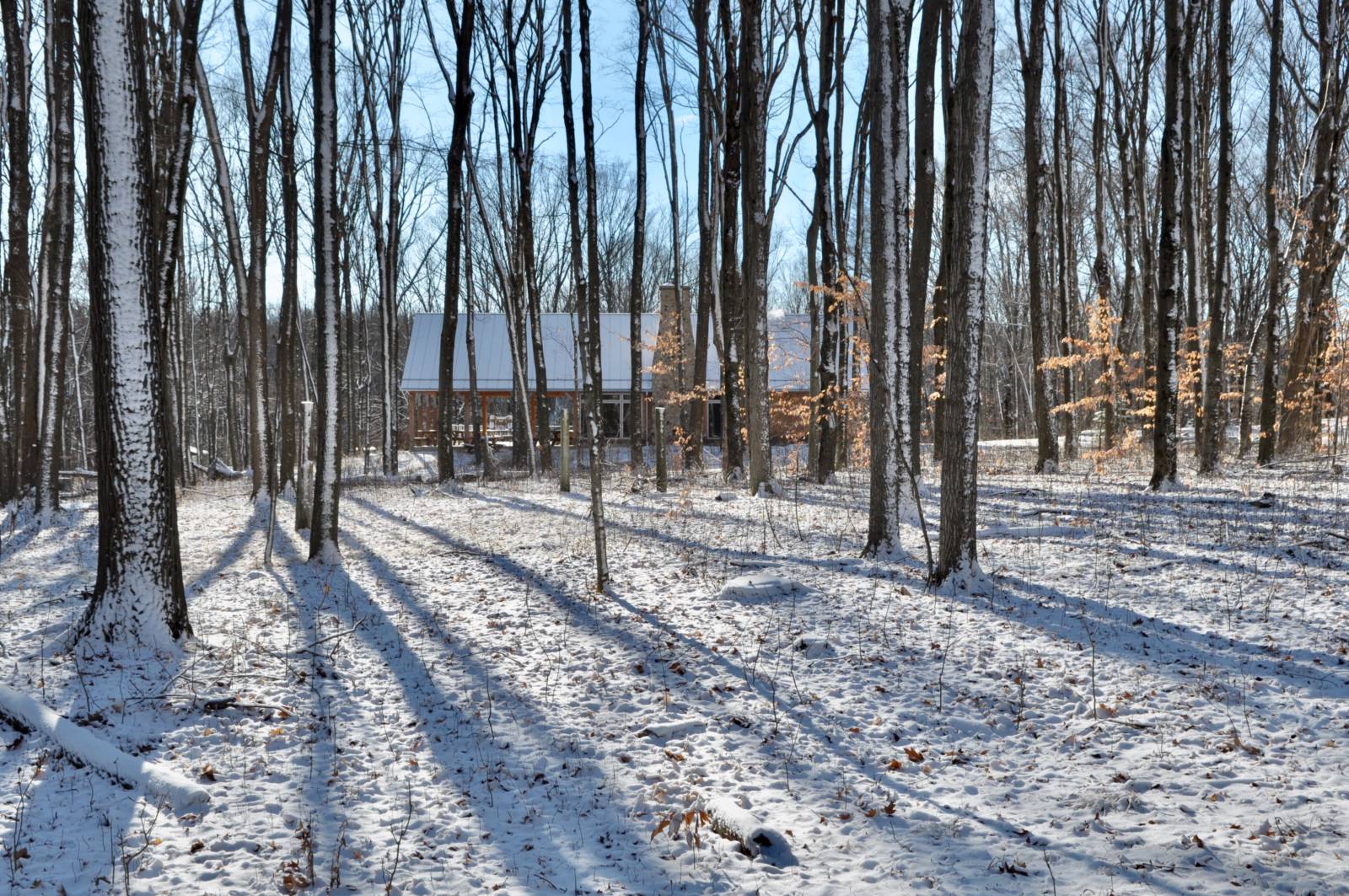 sunlight illumiates the sugarbush forest in winter with snow on the ground and the Riveredge Sugarbush House in the background