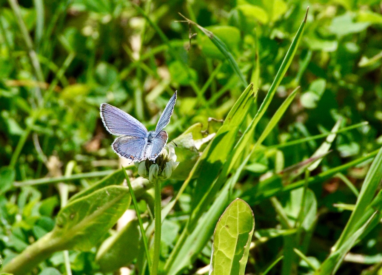 close up of a blue butterfly on a blade of grass