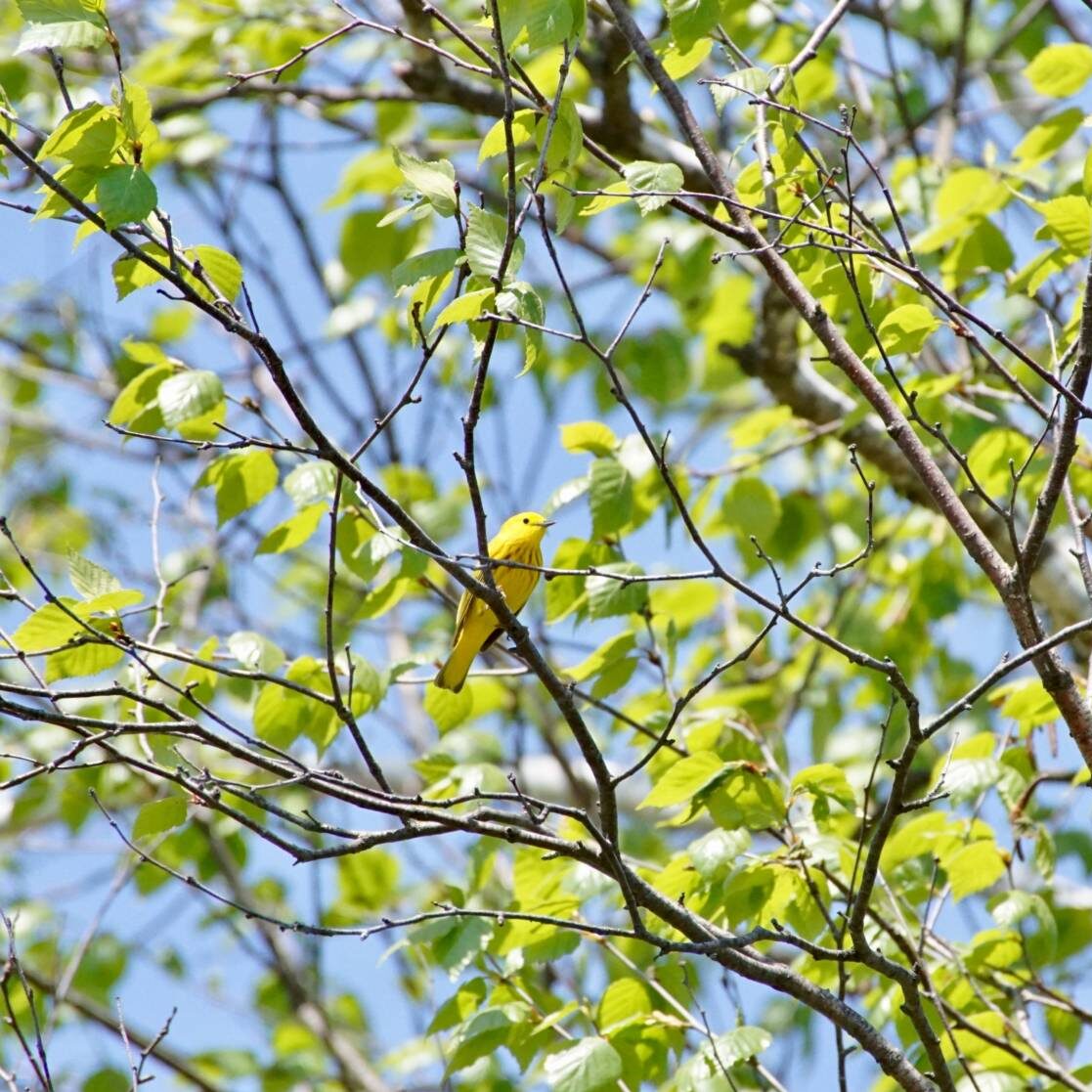 a yellow warbler sits on a branch in a tree with green leaves