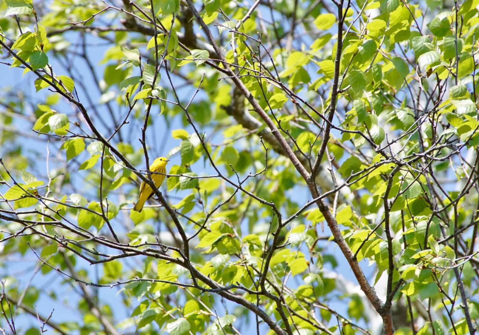 a yellow warbler sits on a branch in a tree with green leaves