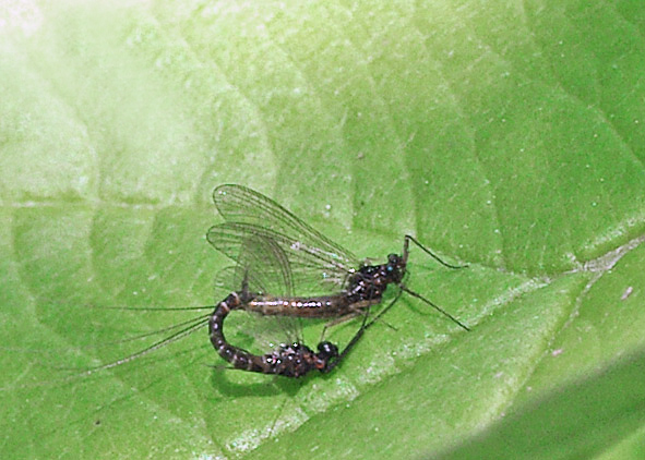 Bug o'the Week – Mayfly Revisited – Riveredge Nature Center