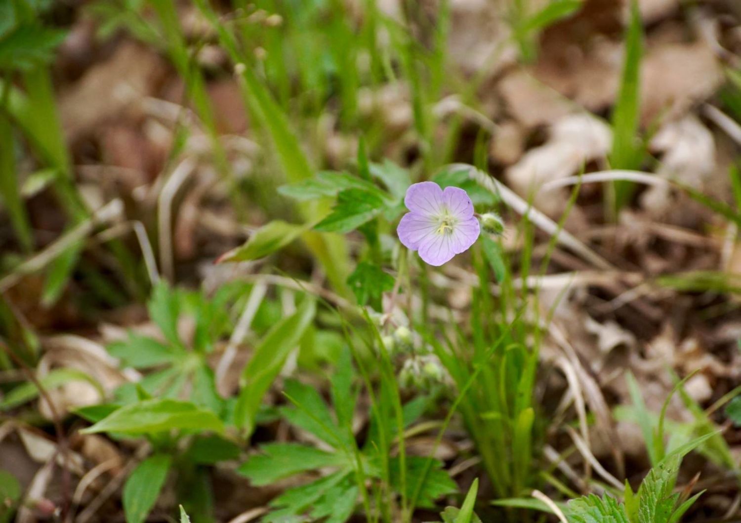 close up of a purple wild geranium flower blooming in early spring