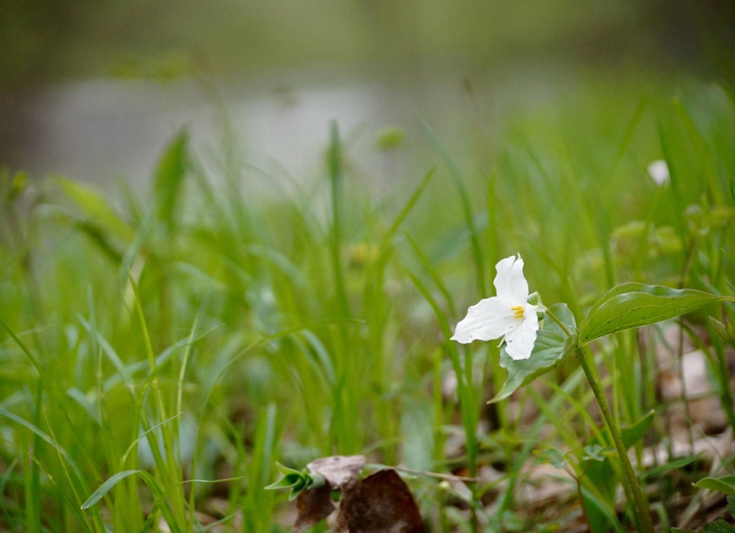 Small white flower among grass in spring