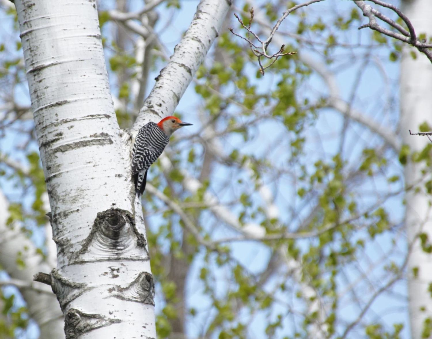 close up of a red bellied woodpecker perched on a birch tree trunk