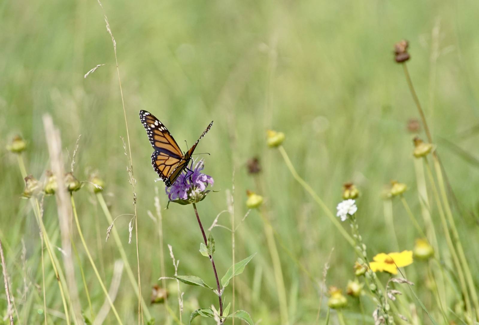 Monarch Butterfly on Bermot at Riveredge Nature Center