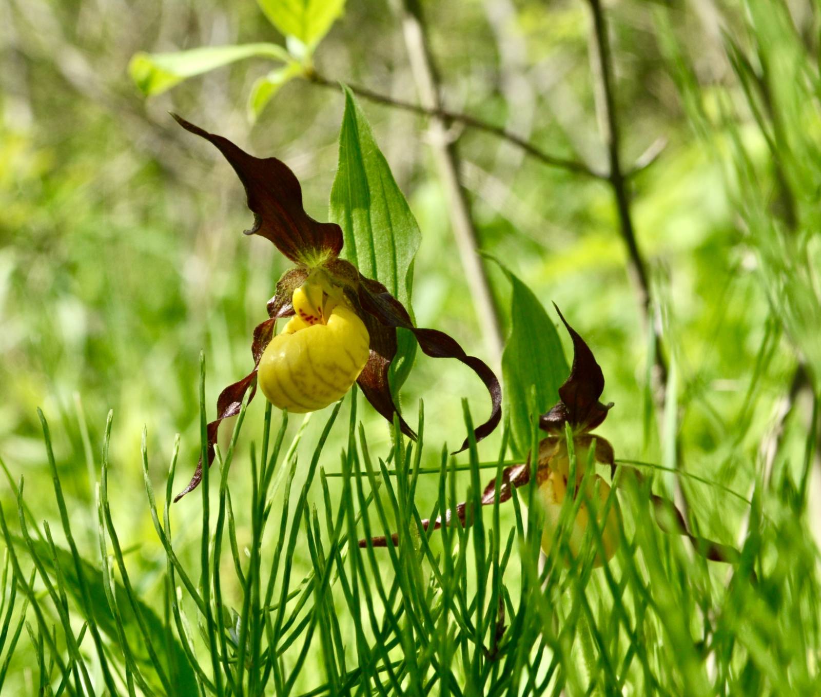 close up of a vibrant yellow and purple Lesser Yellow Lady's slipper orchid with grass in the background