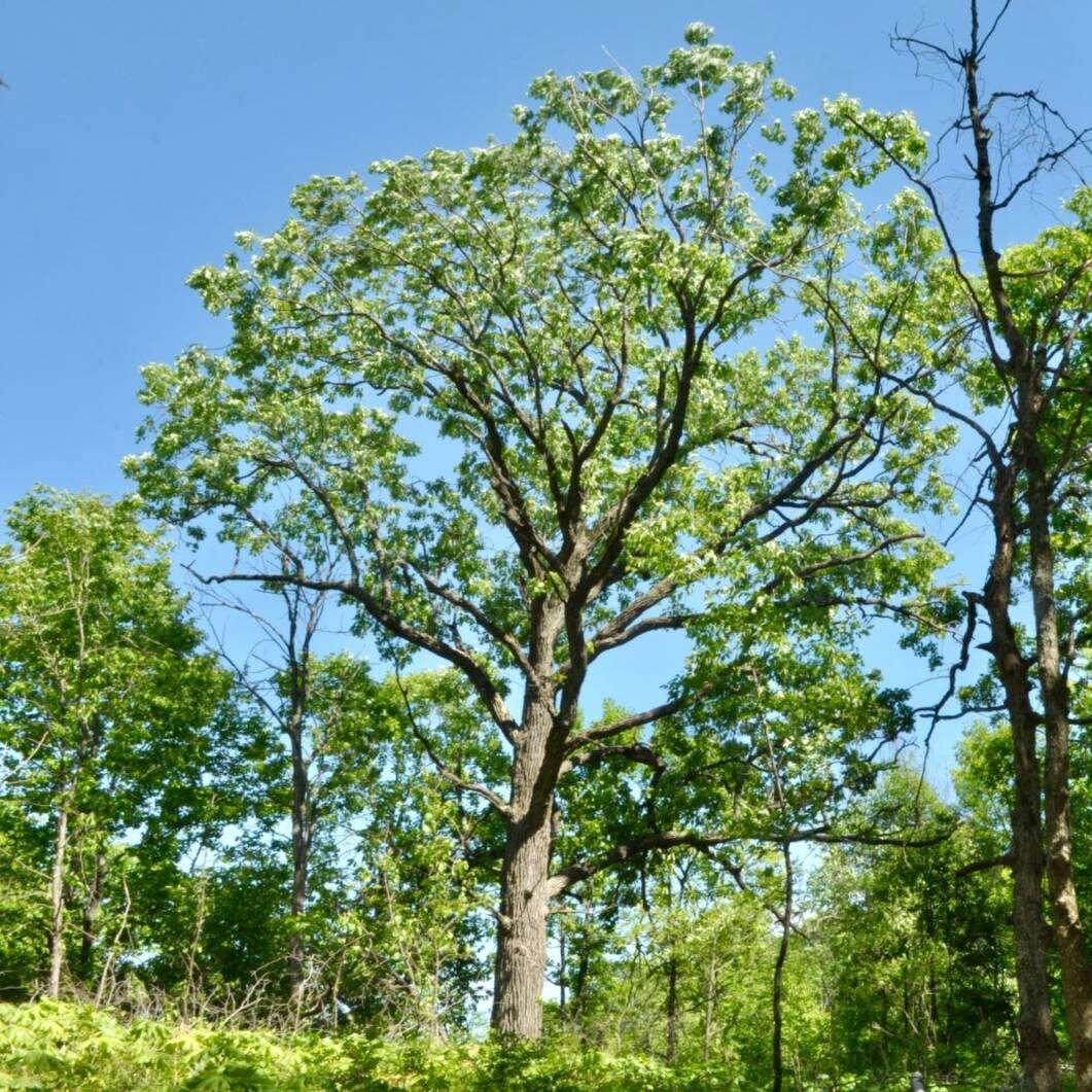 full view of a green oak tree on a sunny day