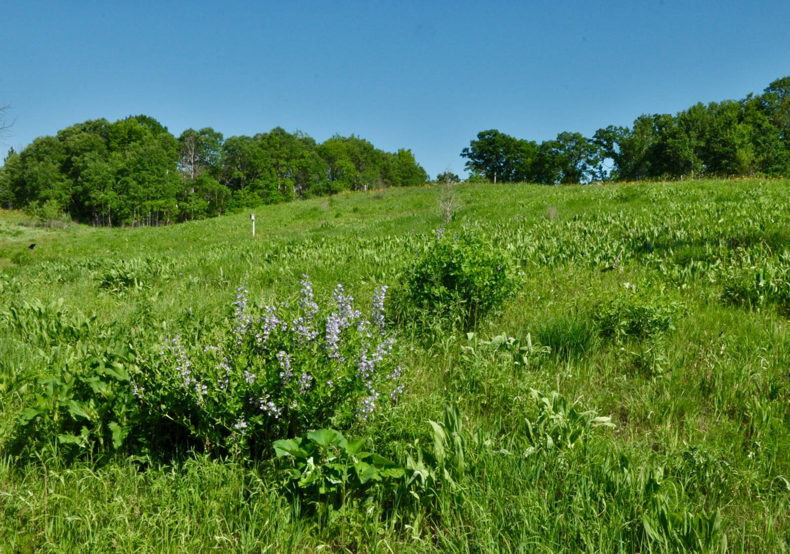 prairie in summer