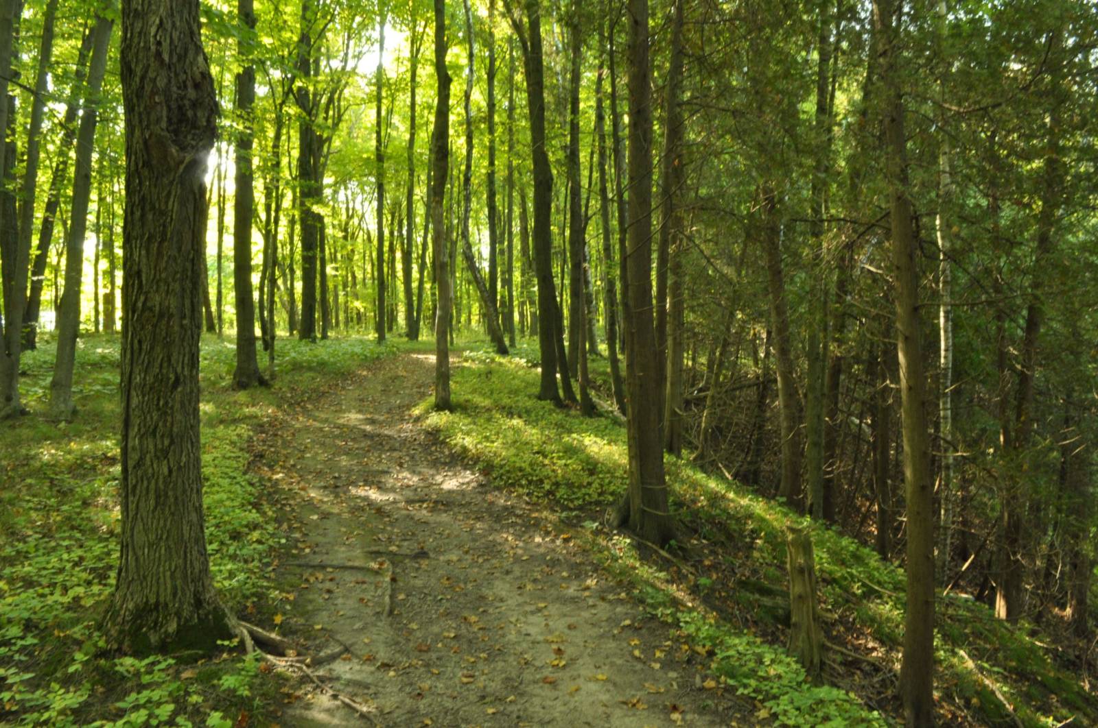 natural trail in the forest with sun peeking through