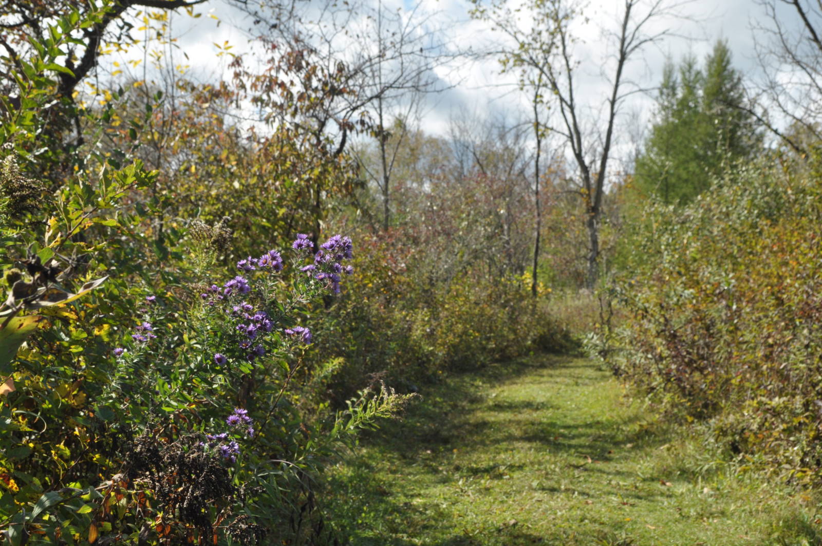 natural trail through a prairie in bloom with trees in the background