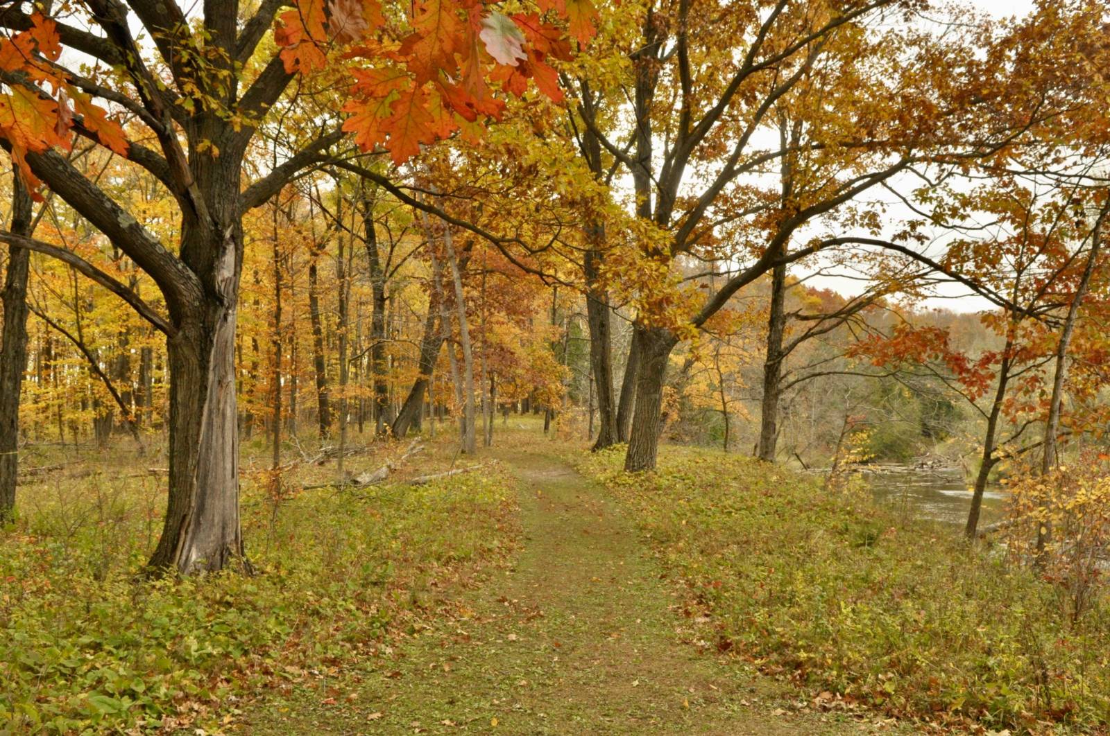 scenic view of a hiking trail through a colorful autumn forest