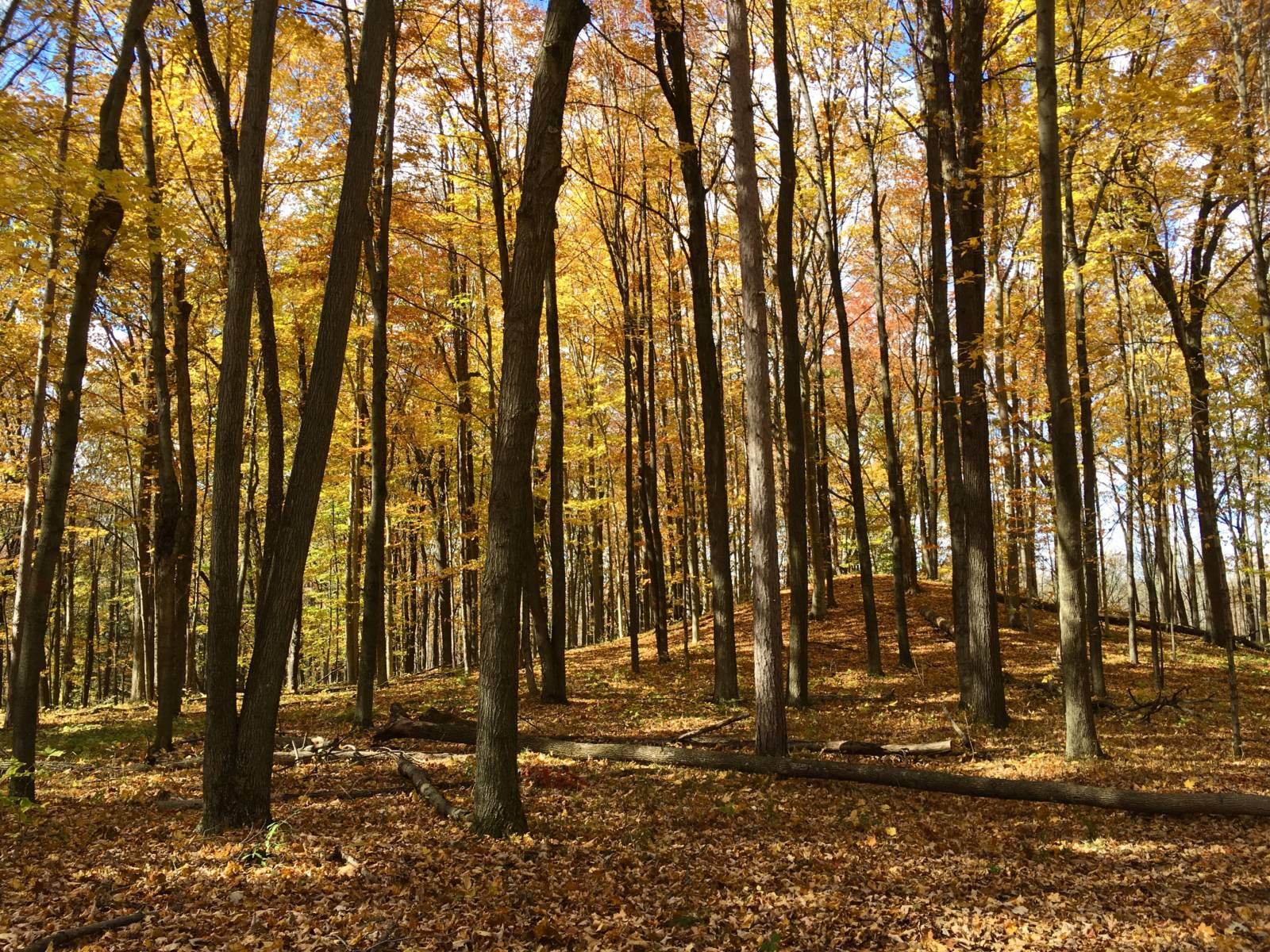 scenic fall forest with lots of yellow and orange leaves