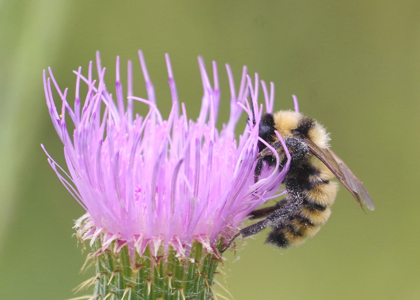 close up of a bumble bee on a purple prairie flower