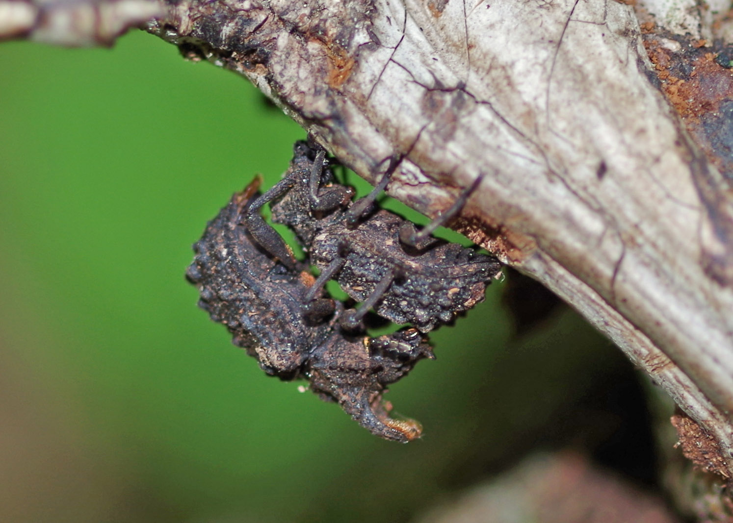 Fork Insect Bug o’the Week – Forked Fungus Beetle Redux – Riveredge Nature Center