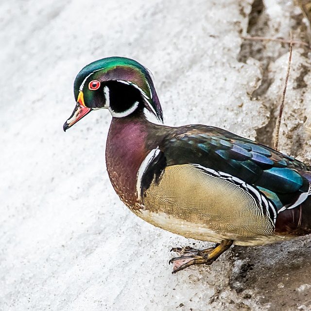 close up of a single male wood duck standing on snow