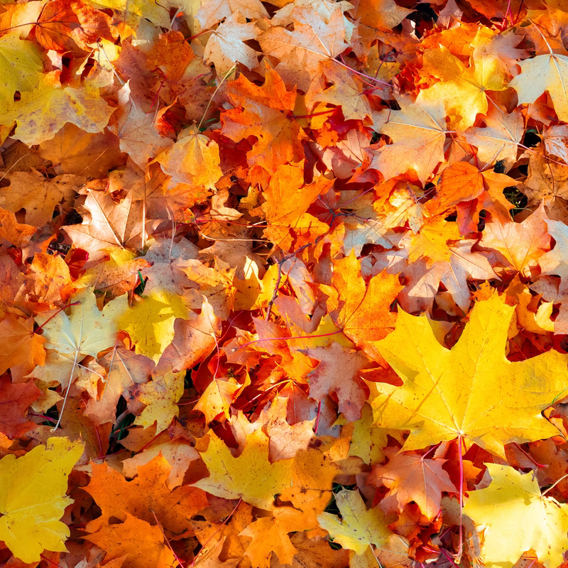 red, yellow, and orange fall leaves on the ground