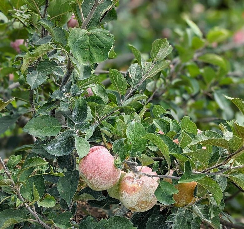 close up of apple clusters on a tree with green leaves
