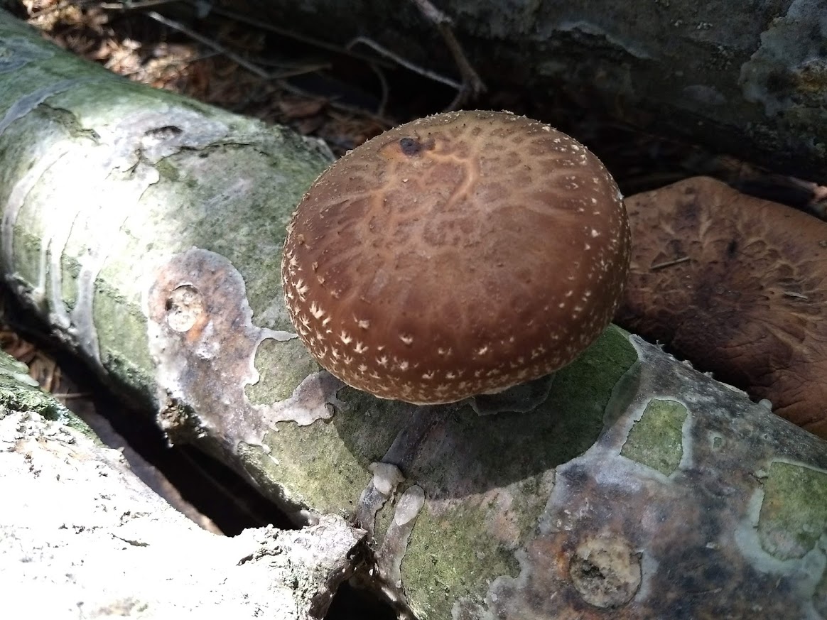 mushroom growing on log